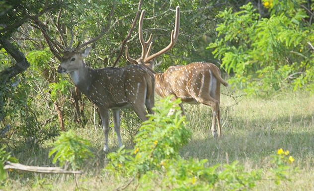 Yala National Park -  Sri Lanka In Style